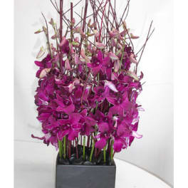 Tall magenta orchid arrangement in a square black vase