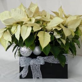 Potted poinsettia arrangement in a black box with silver ribbon and ornaments