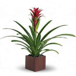 Potted plant with long green leaves and a red flower spike