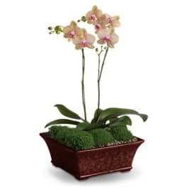 Potted orchid arrangement in a rectangular red planter