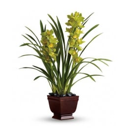 Potted orchid plant with yellow-green blooms in a brown planter