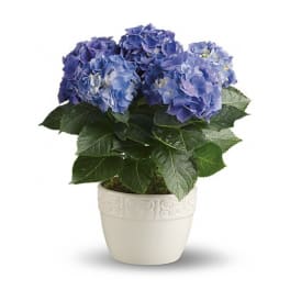 Blue hydrangea plant in a white pot