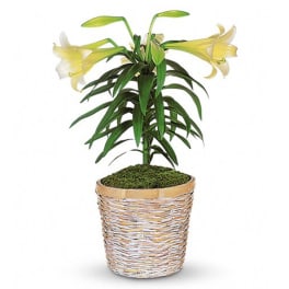 Potted lily plant with pale yellow blooms in a woven basket
