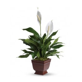 Potted peace lily plant with two white blooms in a brown planter