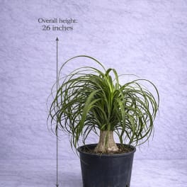 Ponytail Palm (Beaucarnea recurvata)