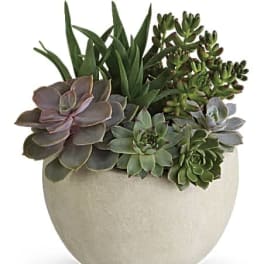 Succulent arrangement in a round beige pot