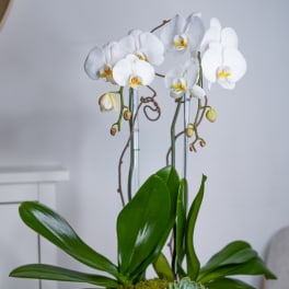 Philosophy Orchids