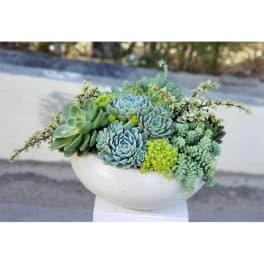 Succulent arrangement in a white bowl-shaped planter