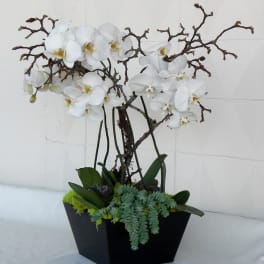 White orchids in a black planter with succulents