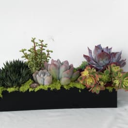 Succulent arrangement in a black rectangular planter
