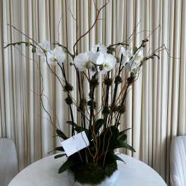 Zen Orchid Garden