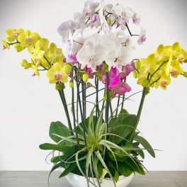 12 Stem Orchid Bonanza