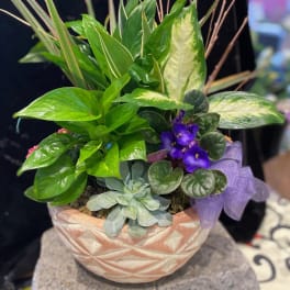 Premium Dishgarden - Large