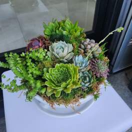 Succulent mix summer