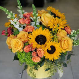 Arrangement of sunflowers, yellow and peach roses, and green hydrangea in a round yellow box.