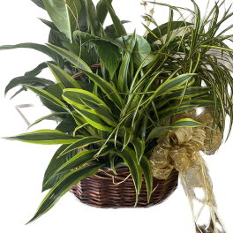 trio dish garden
