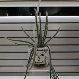 Trailing cactus plant in a decorative hanging pot