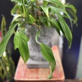 Philodendron Statue