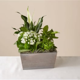 Peaceful White Garden