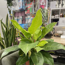 Philodendron Moonshine