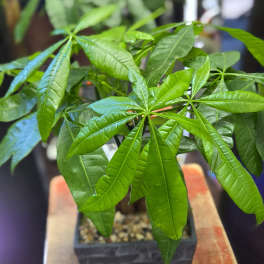 Bonsai Style Money Tree