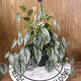 Philodendron Brandi