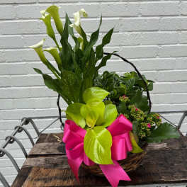 Grace in Bloom