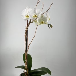 Concrete Orchid