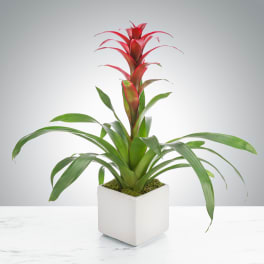 Tropical Bromeliad Plant