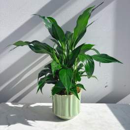 Spathyphyllum Plant