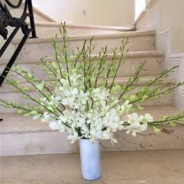 Array of White Orchids.