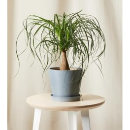 Ponytail palm 2021