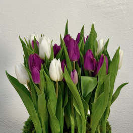 Tulip Luxe Garden