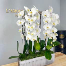 Grand Cascade of Orchids