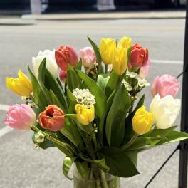Tender Tulips for my love