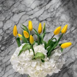 Golden Spring Harmony