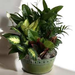 Dish Garden Plant