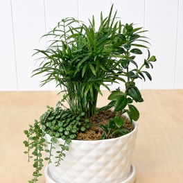Indoor Dish Garden