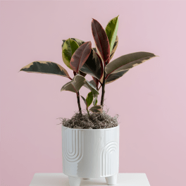Blushing Rubber Tree