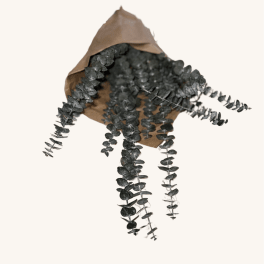 Bundle of dark eucalyptus stems wrapped in brown paper