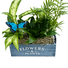 Butterfly Garden Box