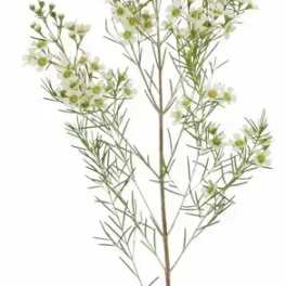 Single stem with small white flowers and fine branching foliage