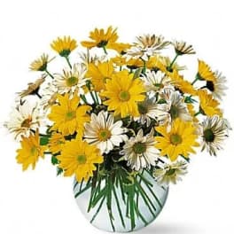 Dashing Daisies