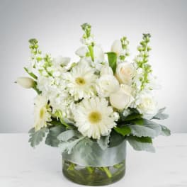 Purity by BloomNation™