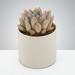 So-cute-lent by BloomNation™