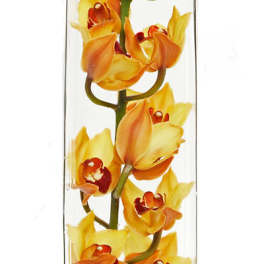 Modern Orchids