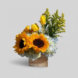 Sunshine in a Box