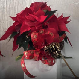 Scarlet Celebration