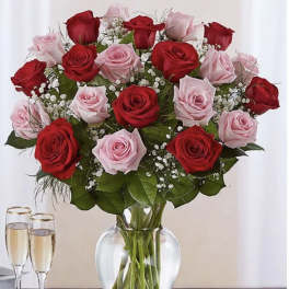 Volcano of roses