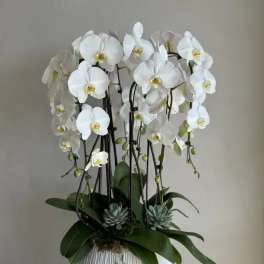 Grand Orchid Embrace